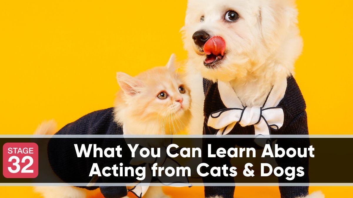 why cats make better pets than dogs