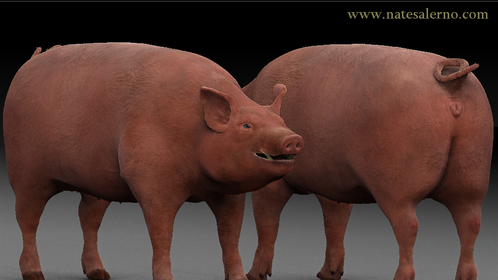 Almost done with the pig model.