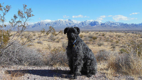 Roy is a Bouvier Des Flanders and my big puppy in southern New Mexico