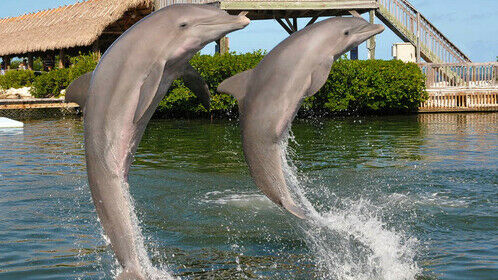 This a stock photo from the Dolphin Research Center in Grassy Key FL where I was a Dolphin Trainer for a day in 2014.  What an incredible experience!  