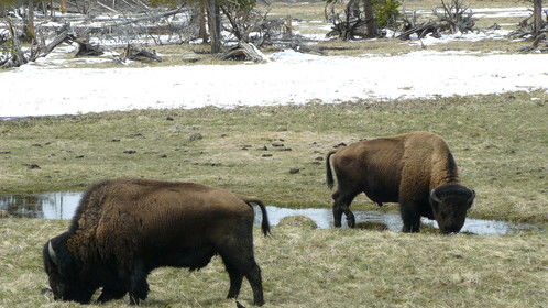 Enjoying time with American bison at Yellowstone National Park.