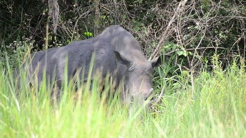 Murchison fall National park uganda