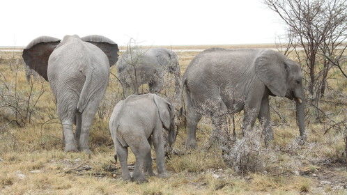 Huge family of a breeding head of African elephants in Etosha Namibia.