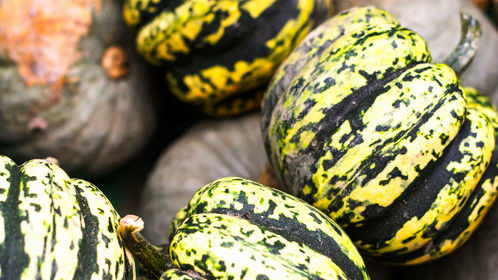 Photo By: Amy Mitten
Amy Mittens Photography

A day at the pumpkin patch.