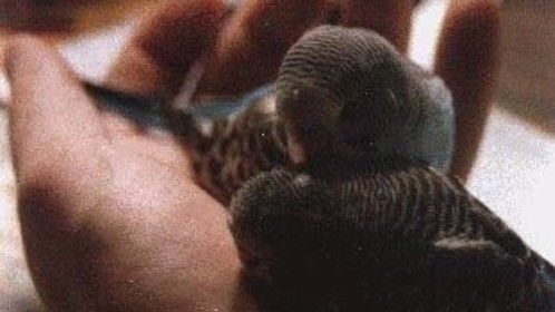 a bird or two in my hand ...