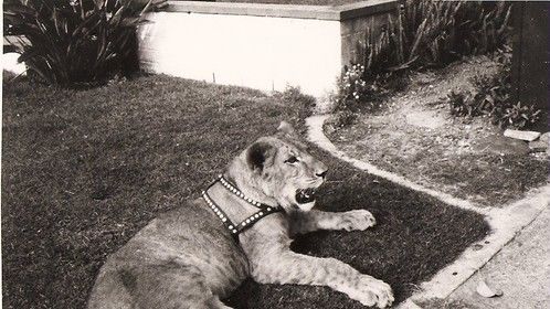 my husbands pet when he was 13