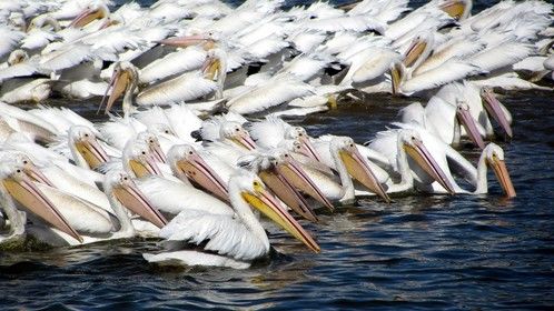 White Pelicans schooling fish on the LSU University Lakes in Baton Rouge, LA.