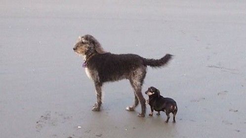 Patrick & Delilah at home on the beach......