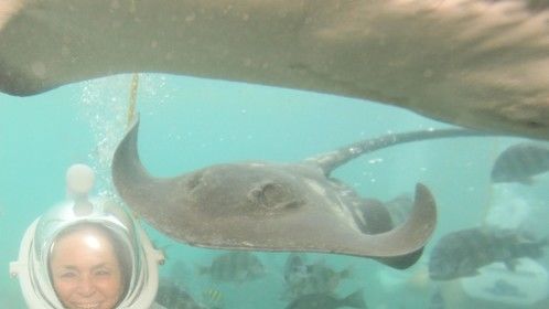 There were dozens of these 4 foot wide sting rays in this lagoon sliding right over my head and all around me.  They liked to slide right onto my arms to let me rub their soft tummies, then they floated away. It was wonderful!