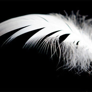 The White Feather