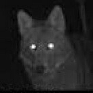 Coywolf