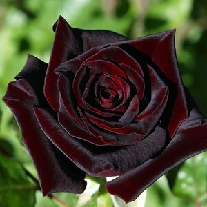 Suborn Rose