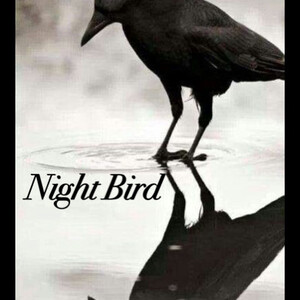 Night Bird 