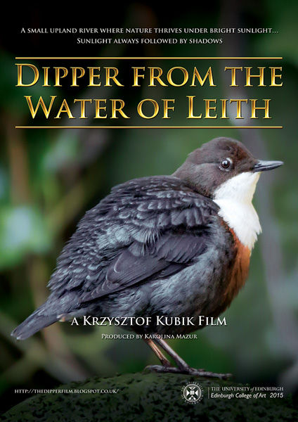 Dipper from the Water of Leith
