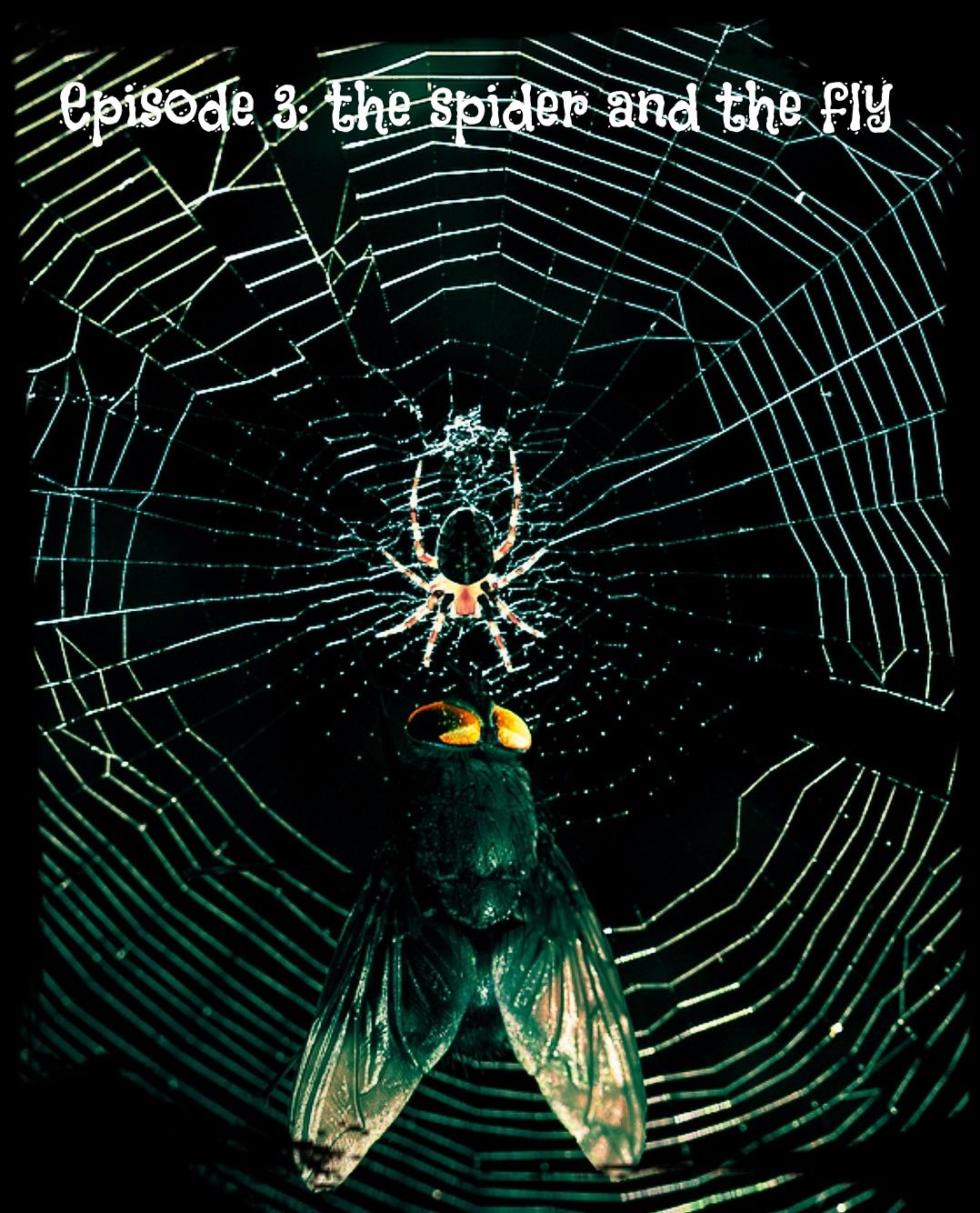 Episode 3: the spider and the fly