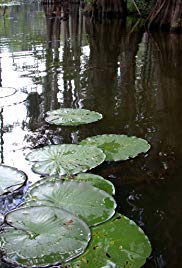 Caddo Lake: Water, Light, & Atmosphere