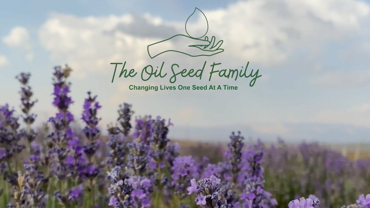 The Oil Seed Family